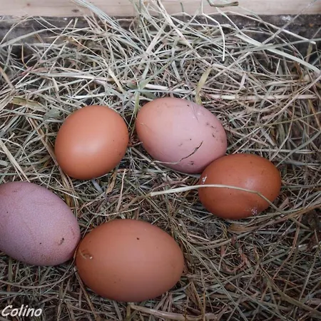 Artesoro Baserria San Pedro de Galdames