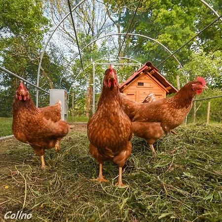 בית נופש Artesoro Baserria