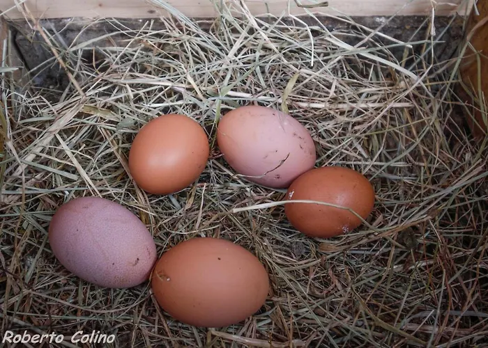 Artesoro Baserria Сан-Педро-де-Гальдамес