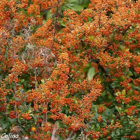 Artesoro Baserria